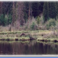 05.Moose in Rocky Mountains N.P