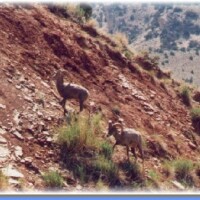 10.Dikhoornschapen
