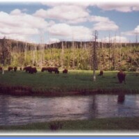 24.Bizons bij de Firehole river