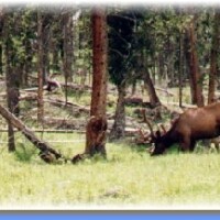 30.Muledeer at close distance