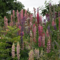 32 Bloemen langs de weg