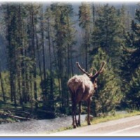 40.Deer wandelend langs de weg