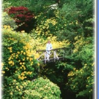 medium_Crarae gardens