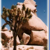 medium_Joshua-tree
