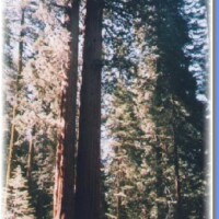 medium_Sequoia