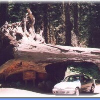 medium_Tunnel-log