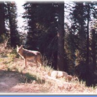 medium_Wolf