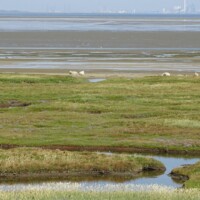 Denemarken (490)