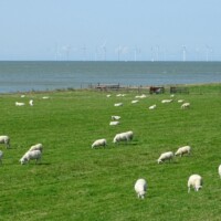 Zomer (606)