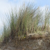 Zomer (730)
