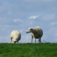 Zomer (782)